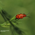 Zwölfpunkt-Spargelkäfer (Crioceris duodecimpunctata)